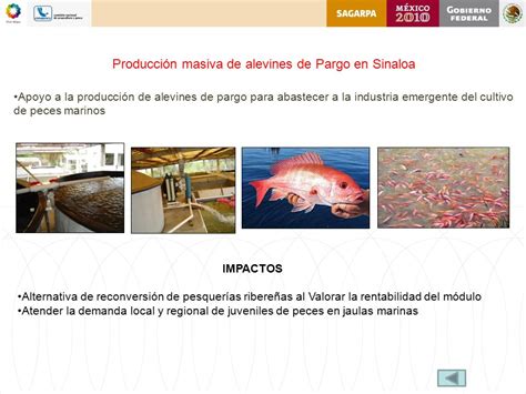 Impulso A La Maricultura Ppt Descargar