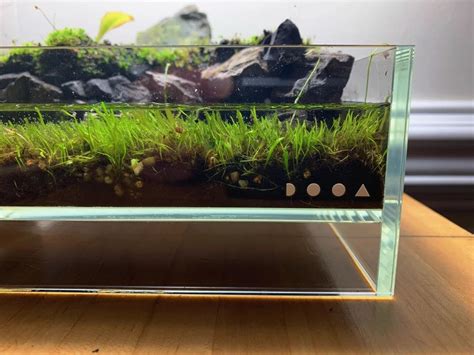 Utricularia Graminifolia Aquarium Plant Care Guide