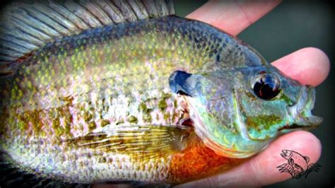 How To Fly Fish For Bluegills Plus A Killer Fly To Try Guide