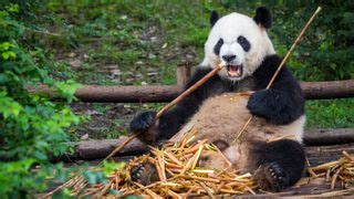 The Complicated Sex Lives Of Giant Pandas Live Science