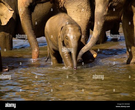 Elephant bathing at the orphanage in Sri Lanka Stock Photo - Alamy