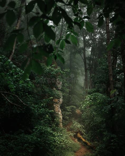 Neblina E Neblina Em Uma Misteriosa Floresta Escura Raios Luminosos