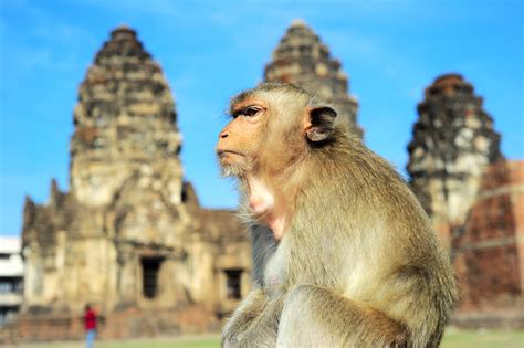 Macacos tomam cidade turística na Tailândia e enclausuram moradores