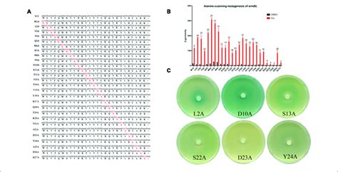 Alanine Scanning Mutagenesis Of Ermbl Confirms Key Amino Acids For