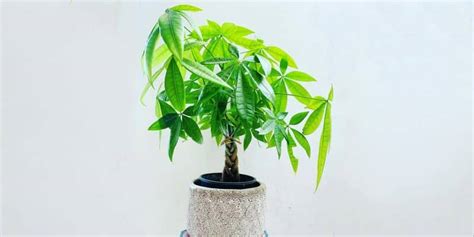 Money Tree Care Growing Pachira Aquatica Tips Plantcarefully