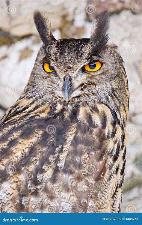 Raptors Stock Image Image Of Attentive Animal Majestic 29262389