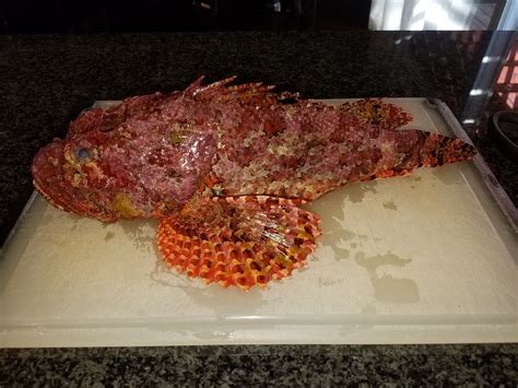 Preparing A Sculpin Big Headed Wild Card Fish — Seafood Sherpa