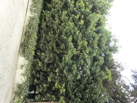 Podocarpus Gracilior Hedge 14ft Neighborhood Nursery