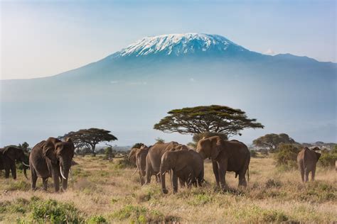 Les Plus Beaux Safaris D Afrique La D Couverte Du Kenya