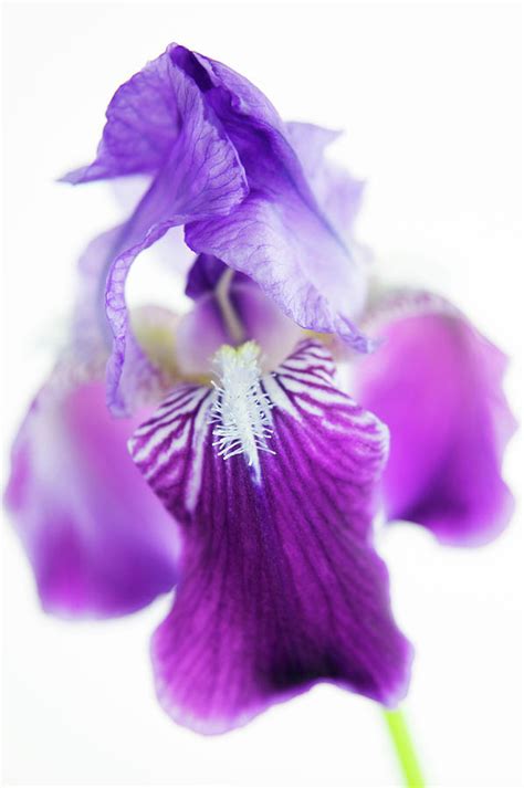 Iris Flower Iris Sp Photograph By Gustoimagesscience Photo Library