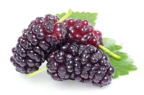 Ripe mulberries | Stock image | Colourbox