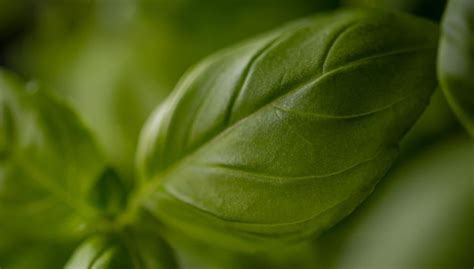 Por Qu La Planta De Albahaca Del Supermercado Siempre Se Seca Raz N