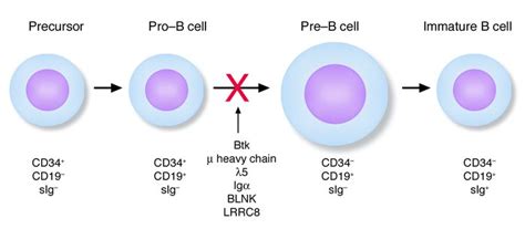 Jci Genes Required For B Cell Development