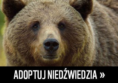 Człowiek niedźwiedź i miś Historia relacji WWF Polska