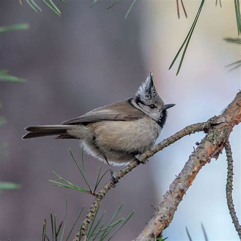 Pin på Birds of Ukraine / Птицы Украины / Птахи України
