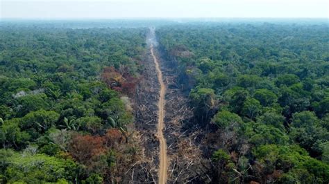 Deforestazione In Amazzonia Ridotta Del 60 In Meno Di Un Anno Lega Nerd