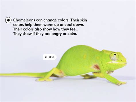 Chameleons Eye Chameleons