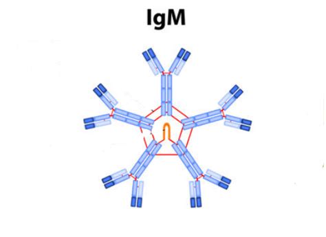 Understanding Antibodies: IgM - Aria Integrative Medicine Aria ...