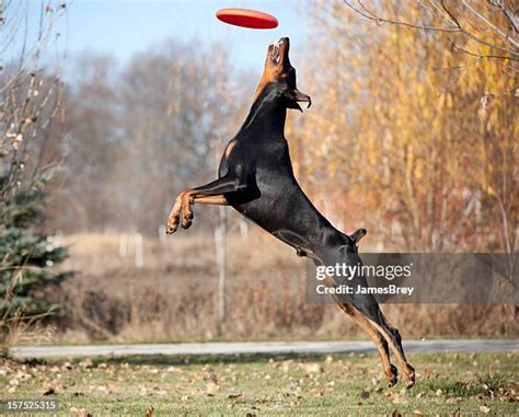 199 Dog Jumping High Stock Photos High Res Pictures And Images