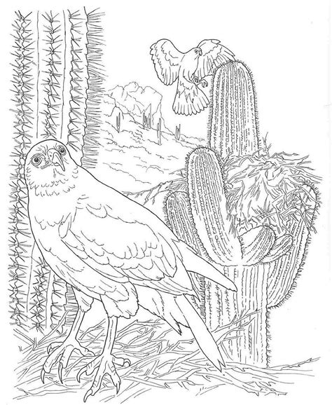 Sonoran Desert Animals Coloring Pages Amanda Gregorys Coloring Pages