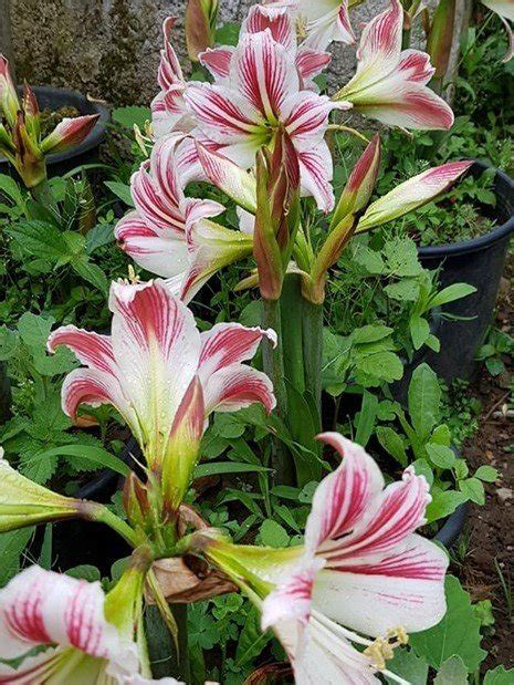 Hippeastrum Santiago Amaryllis Amarillis Fidanı