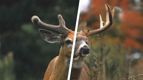 Whitetail Deer Antler Growth Process