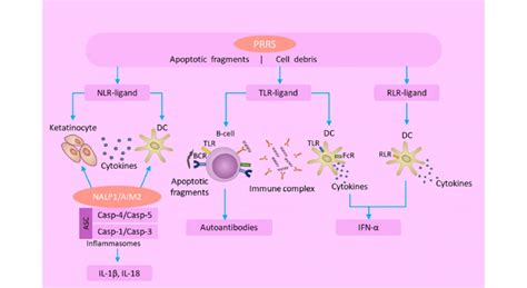 Pattern recognition receptors play a vital role in the innate immunity... | Download Scientific ...