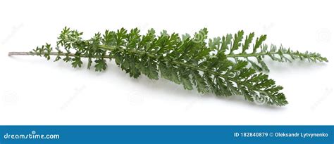 Green Leaves Of Yarrow Stock Image Image Of Healthy 182840879