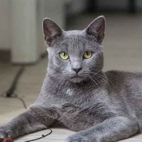 Korat Information Cat Breed Facts