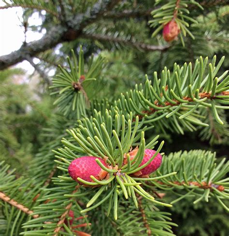 Red Spruce Cones Red Cone Spruce Picea Abies Acrocona In Issaquah Seattle Bellevue