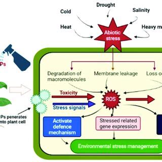 A Proposed Mechanism For Nanoparticle Mediated Abiotic Stress