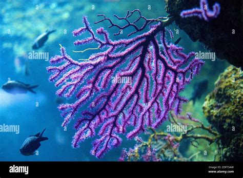 Coral Sea Whip Hi Res Stock Photography And Images Alamy