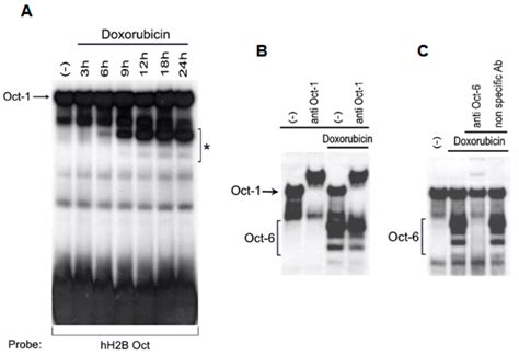 Doxorubicin Dox Induces Octamer Dna Binding Complexes In H460 Cells