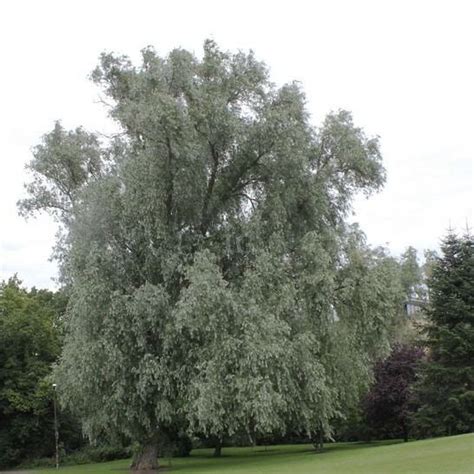 Ива белая форма серебристая - Salix alba f. argentea - «Feel Green»