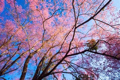 O Campo De Flores De Cerejeira Rosa Selvagem Do Himalaia Em Flor