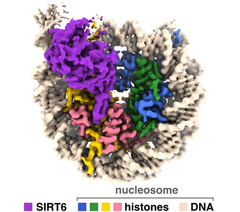 Unlocking The Secrets Of Aging Sirtuin Enzymes In The Spotlight