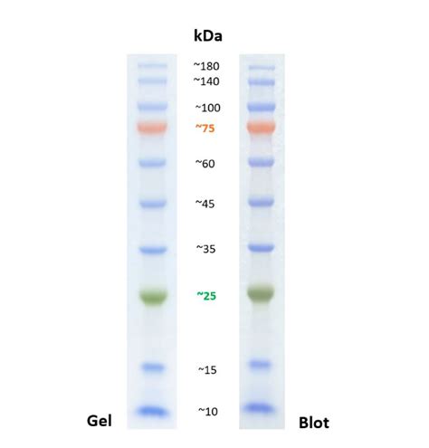 Prestained Protein Marker Kda Pl Proteintech