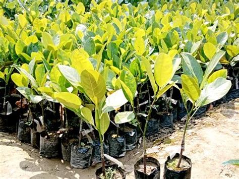 Genuine Full Sun Exposure Pink Jackfruit Grafted Plant For Garden At