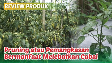 Cara Dan Tips Pruning Rempel Pemangkasan Pada Cabai Agar Berbuah Lebat