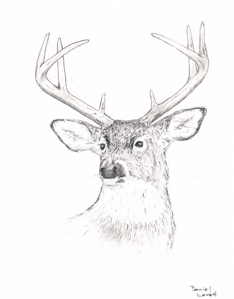 Whitetail Buck Drawing at GetDrawings | Free download