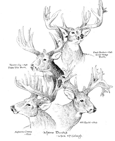 Legendary Maine Bucks - Northwoods Sporting Journal