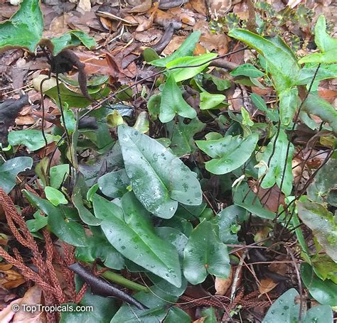 Hemionitis Arifolia Zufriedenheit Garantiert Bester Wert F R Hohe