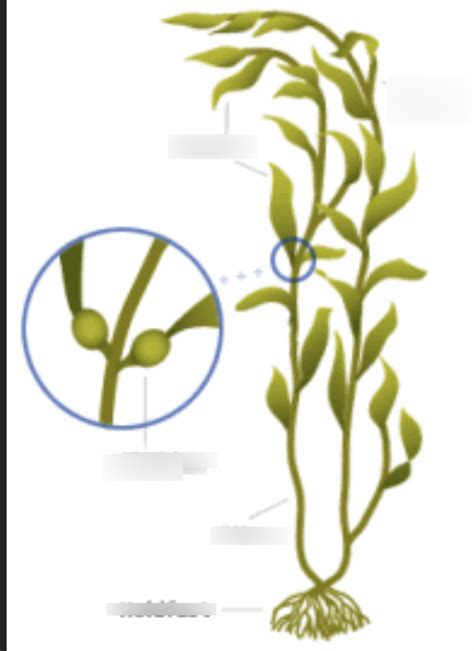 Marine Autotrophs Diagram | Quizlet