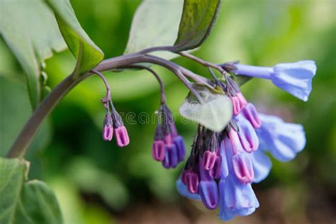 Riverbend Park Walking Trail Virginia Bluebells Stock Image Image Of Potomac Pathway 43494319