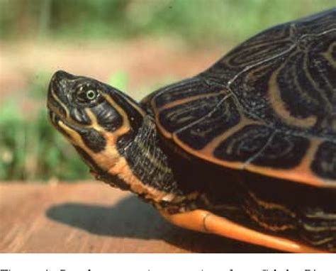 adult pseudemys concinna