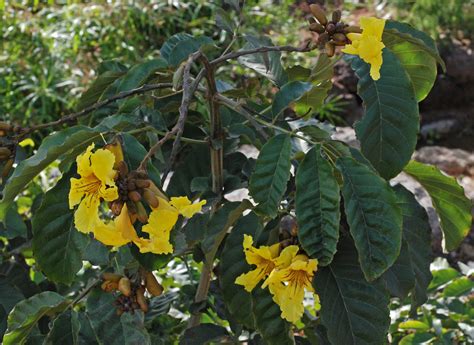 Flower Gallery Bignoniaceae D80a3832