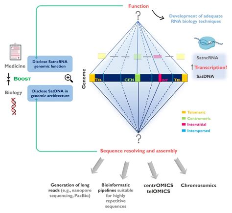 Genes Free Full Text Decoding The Role Of Satellite Dna In Genome