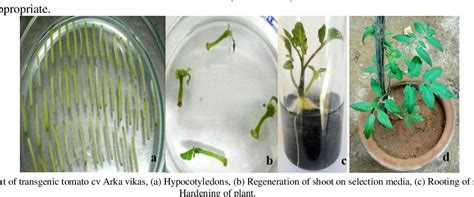 Figure 1 From Development Of Transgenic Tomato Expressing Antimicrobial