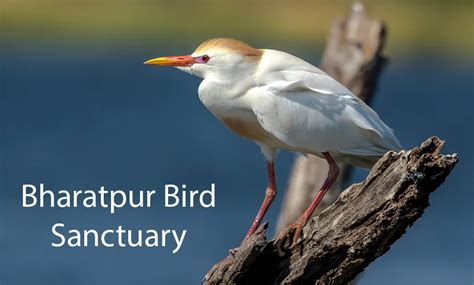 Bharatpur Bird Sanctuary - TripsMantra