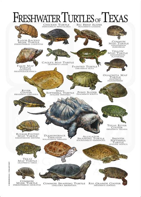 Freshwater Turtles Of Texas Poster Print Field Guide Etsy